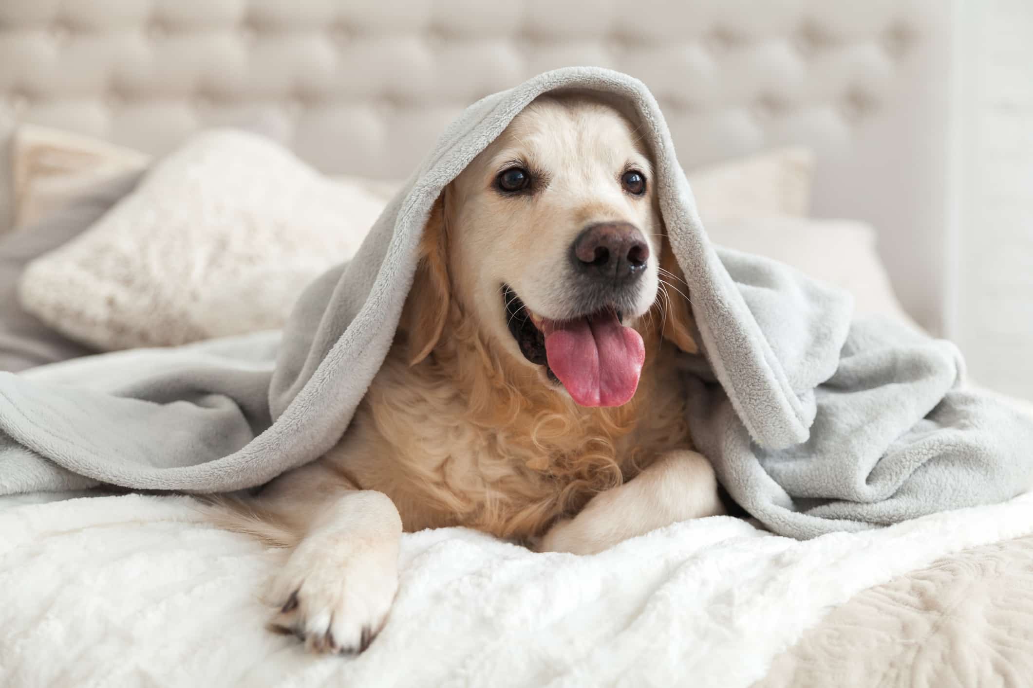 pet inside home under a blanket